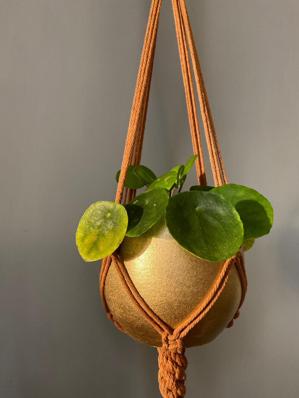 Macrame Plant Hanger: Boho Cotton 32in Planter Holder