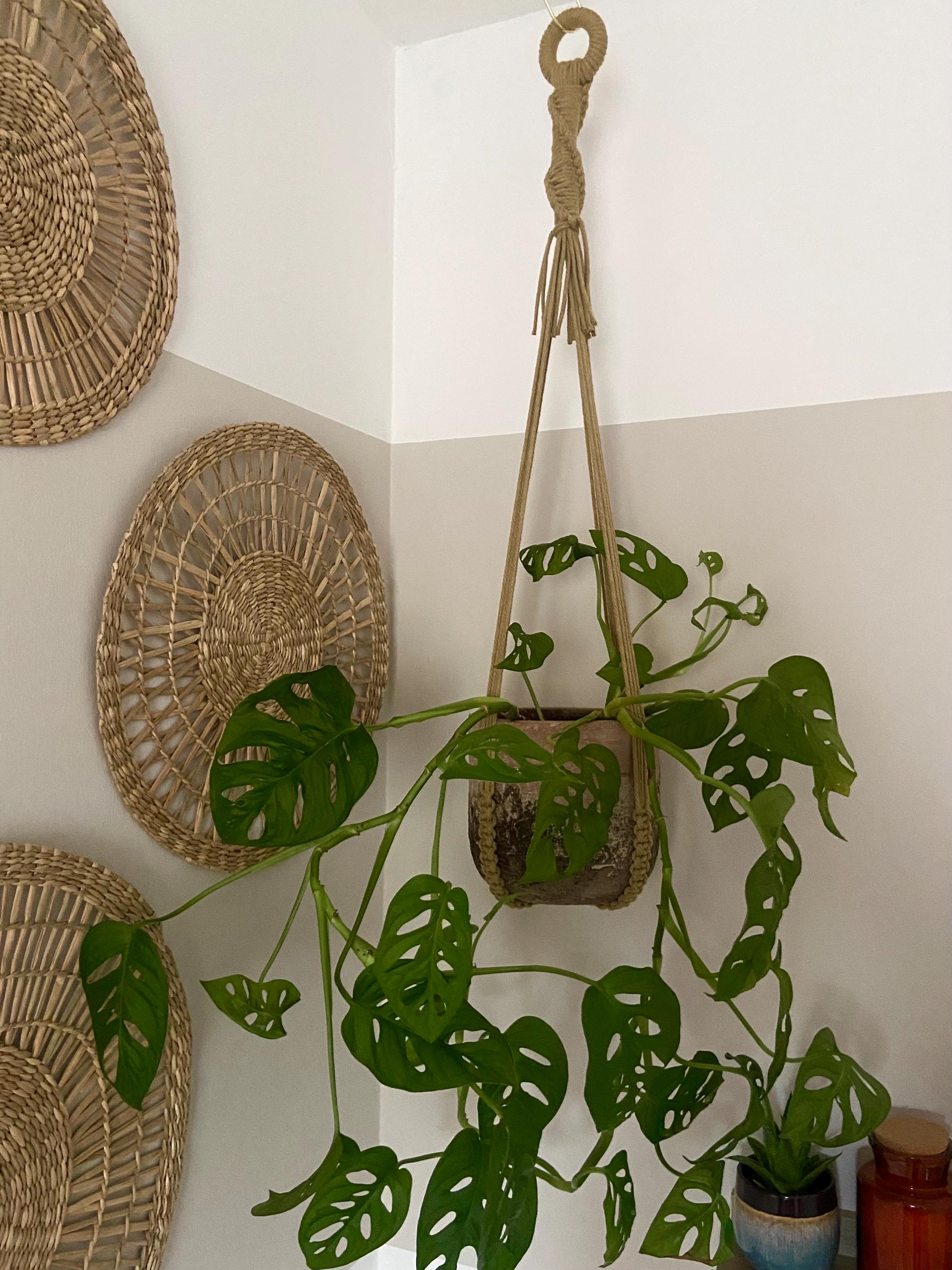 No Tassel Macrame Plant Hanger 28”