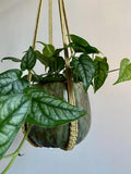 No Tassel Macrame Plant Hanger 28”